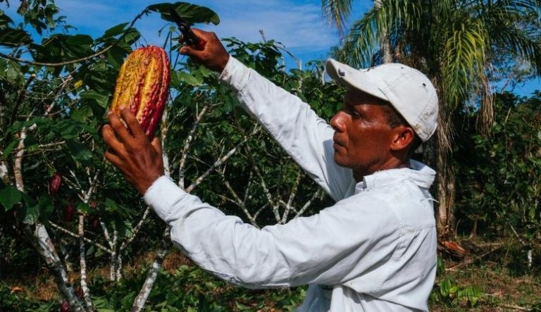 Processo-da-colheita-de-cacau